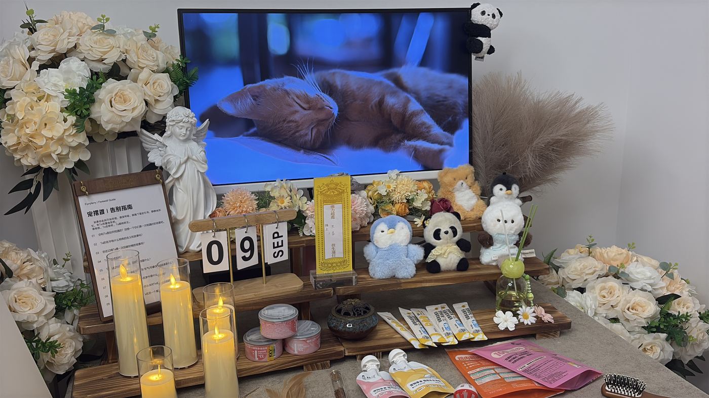 猫临终的征兆